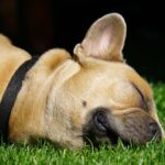 From Local to Lucrative: Boosting Your Sarasota Dog Walking Business with Smart SEO Strategies