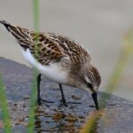 From Numbers to Notoriety: Leveraging SEO to Elevate Your Bradenton Accounting Business