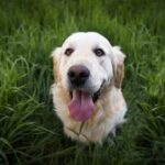 From Paws to Profit: Boost Your Sarasota Dog Walking Business with Targeted PPC Strategies!
