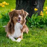 From Paws to Profits: Transform Your Bradenton Dog Walking Business with Smart PPC Strategies