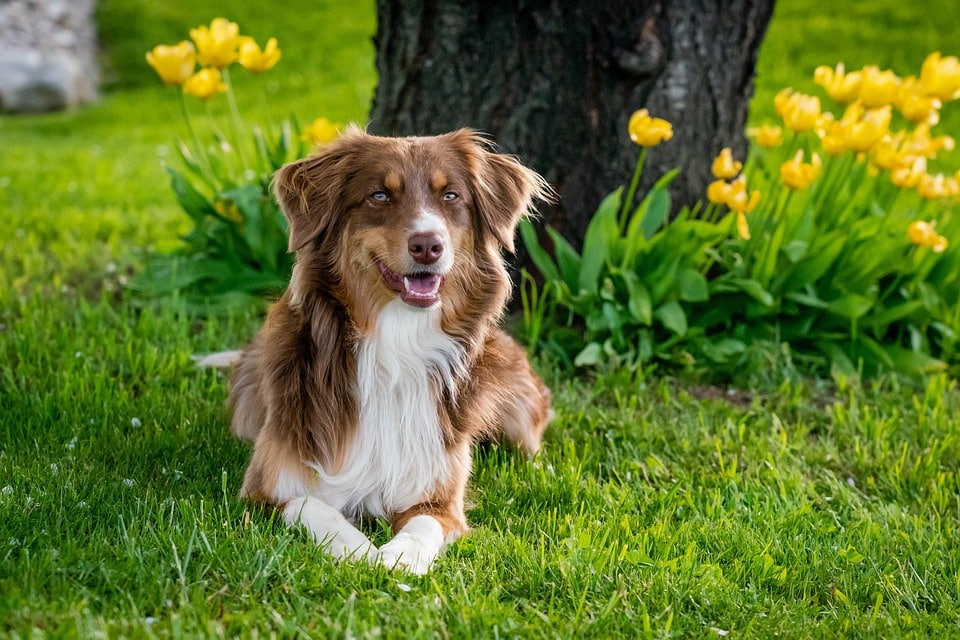 From Paws to Profits: Transform Your Bradenton Dog Walking Business with Smart PPC Strategies
