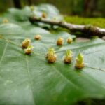 “From Pests to Profits: Unlocking the Power of PPC for Your Bradenton Pest Inspection Company”