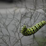 From Pests to Profits: Unlocking the Power of SEO for Small Pest Control Businesses in Bradenton