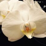 From Relaxation to Revenue: How Pay-Per-Click Advertising Can Elevate Your Bradenton Day Spa
