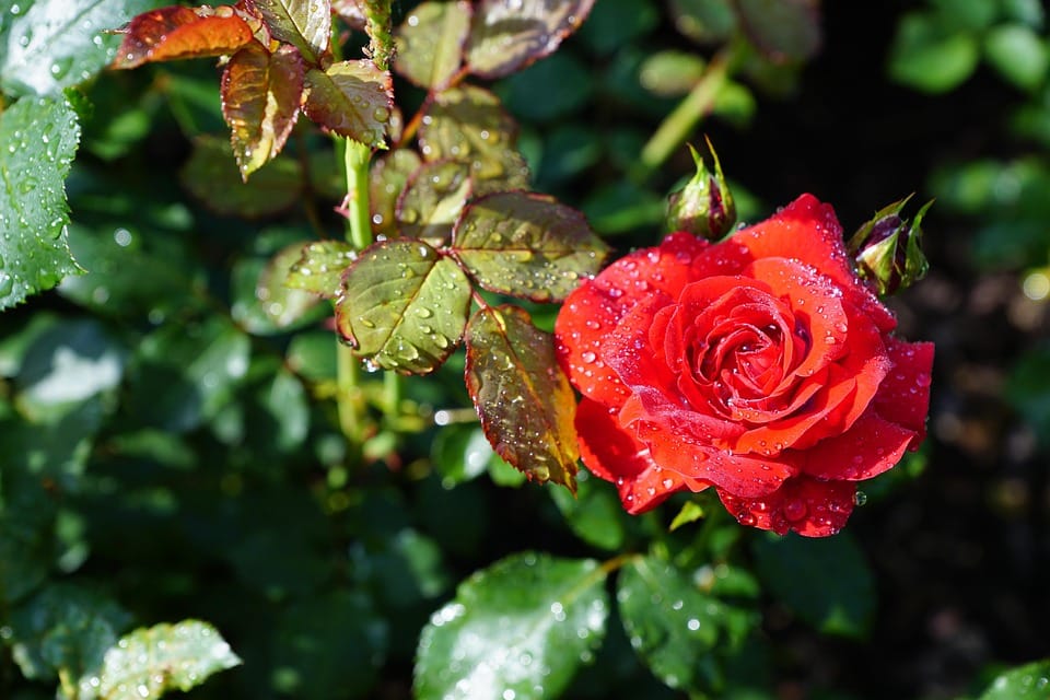 From Relaxation to Revenue: The Impact of SEO on Your Sarasota Day Spa's Growth