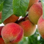 From Roots to Riches: Why Every Sarasota Tree Service Needs a Strong SEO Strategy