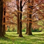 From Saplings to Tall Oaks: The Transformative Benefits of PPC for Sarasota's Tree Services
