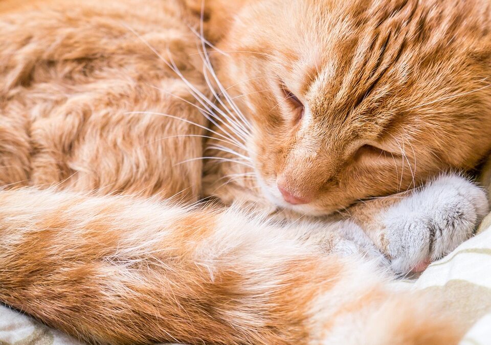 From Sit to Stay: How Effective SEO Strategies Can Fetch More Clients for Bradenton Pet Trainers