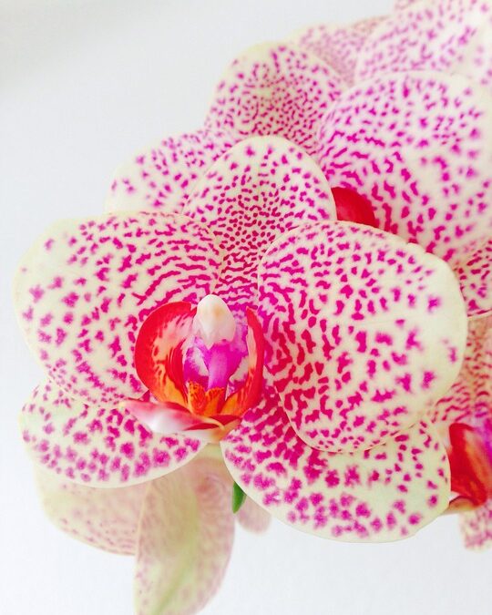 From Spa Treatments to Search Triumphs: Boost Your Bradenton Day Spa's Business with Effective SEO