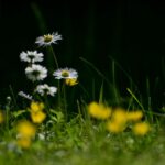 From Turf to Triumph: Why Every Bradenton Lawn Care Business Needs a PPC Strategy