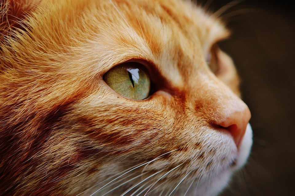 From Woofs to Clicks: Boosting Your Sarasota Pet Boarding Biz with Smart SEO Tactics