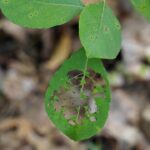 “Get Ahead of the Swarm: The Competitive Edge PPC Gives Bradenton's Pest Inspectors”