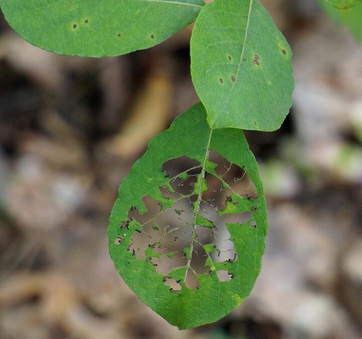 “Get Ahead of the Swarm: The Competitive Edge PPC Gives Bradenton's Pest Inspectors”