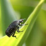 Get Found Faster: The Benefits of Local SEO for Sarasota’s Pest Inspectors and Their Clients