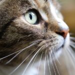 Grooming Success: Why Local SEO Is Your Best Friend for Attracting Sarasota Pet Owners