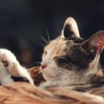 Grooming Your Online Presence: The Essential Role of PPC in Driving Traffic to Sarasota's Pet Services