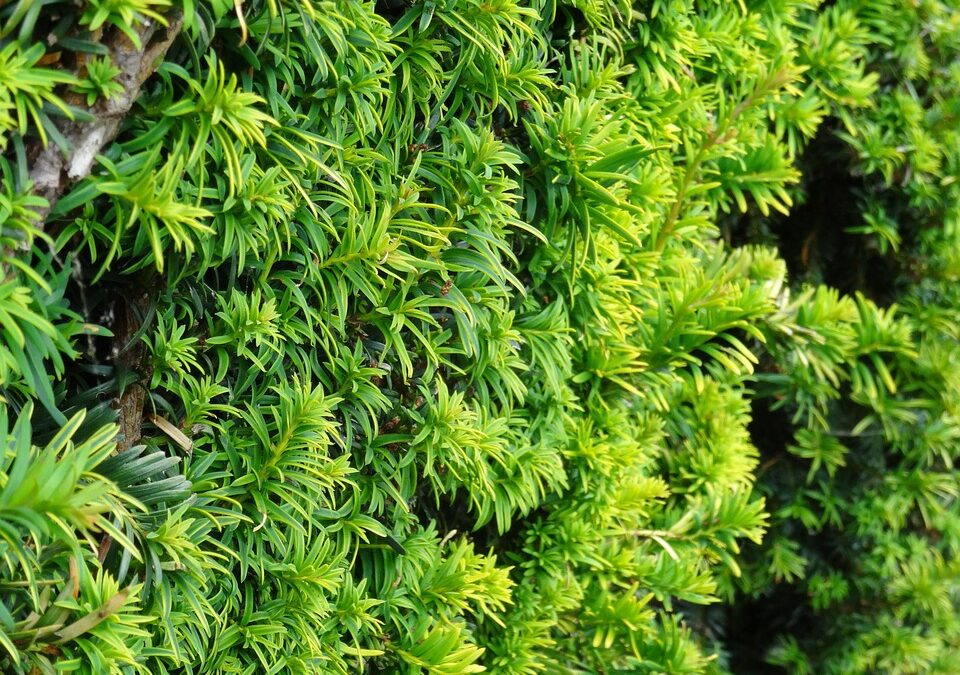 Grow Your Client Base: The Power of Pay-Per-Click Advertising for Sarasota's Landscaping Pros