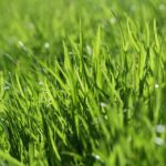 Grow Your Lawn Care Business: How PPC Can Harvest Local Customers in Bradenton