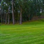 Growing Your Lawn Care Business: How PPC Can Turn Local Searchers into Loyal Customers