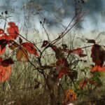 Growing Your Tree Service: Why PPC is the Fertilizer Your Bradenton Business Needs