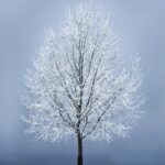 Leaf Your Mark: Transform Your Bradenton Tree Service with Smart SEO Practices