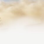 Leafing Through Opportunities: Why Bradenton Tree Services Can't Afford to Ignore SEO