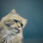 Leash the Competition: Boost Your Sarasota Pet Boarding Business with Smart PPC Advertising