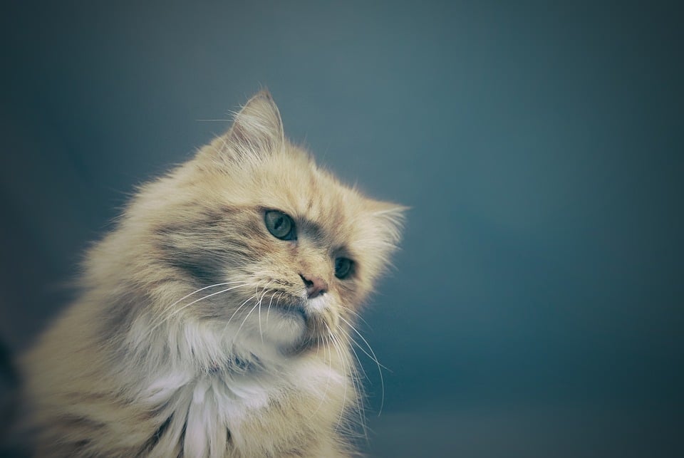 Leash the Competition: Boost Your Sarasota Pet Boarding Business with Smart PPC Advertising