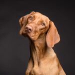 “Leash the Power of PPC: A Guide for Bradenton Dog Walkers to Boost Visibility and Sales”
