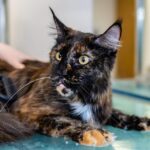 Leash the Power of PPC: Unlocking New Clients for Pet Trainers in Sarasota