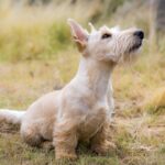 Leashing in Local Customers: Mastering SEO for Sarasota’s Dog Walking Scene