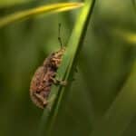Local Exposure, Maximum Impact: Harnessing PPC for Sarasota's Pest Control Success”