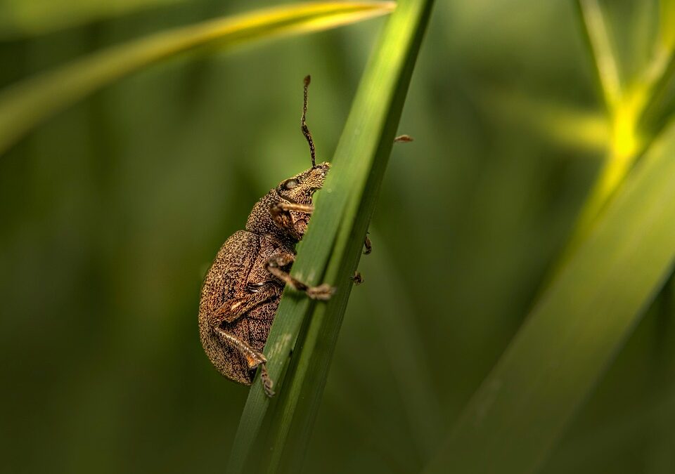 Local Exposure, Maximum Impact: Harnessing PPC for Sarasota's Pest Control Success”