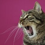 Local Leads & Laser Precision: Harnessing PPC to Fill Your Sarasota Dental Chairs!
