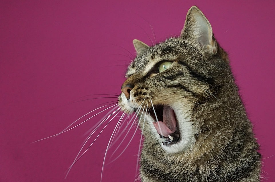 Local Leads & Laser Precision: Harnessing PPC to Fill Your Sarasota Dental Chairs!
