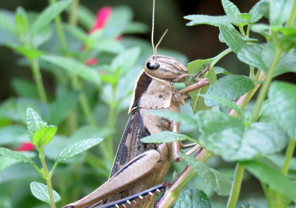 Local Search, Big Impact: Why Bradenton’s Pest Inspectors Need SEO to Thrive