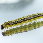 Local Visibility: Why SEO is Your Secret Weapon for Attracting Pest Inspection Clients in Bradenton