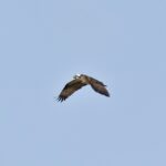 Maximize Your Reach: The Untapped Potential of PPC for Small Accountants in Bradenton