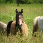 Mold Remediation in Bradenton: How Local SEO Can Elevate Your Business Above the Rest