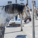 Mold Remediation in Sarasota: Unlocking the Power of SEO to Attract Local Customers