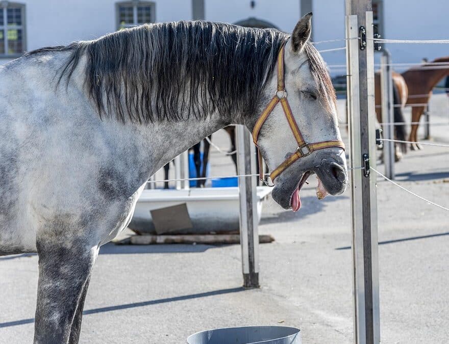 Mold Remediation in Sarasota: Unlocking the Power of SEO to Attract Local Customers