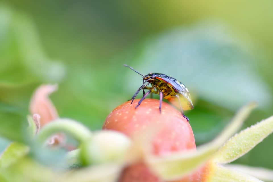 Outsmarting the Competition: How SEO Can Transform Your Pest Control Business in Bradenton