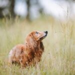 Pamper Your Paws: How PPC Can Help Bradenton Pet Groomers Fetch More Customers!