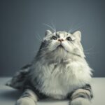 Pampered Pets, Profitable Business: Unlocking the Power of SEO for Bradenton Groomers
