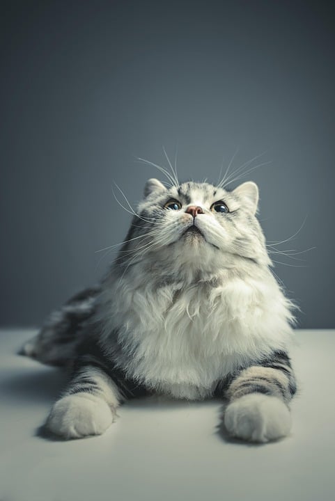 Pampered Pets, Profitable Business: Unlocking the Power of SEO for Bradenton Groomers