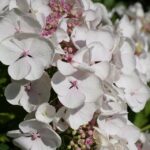 Pampering Profits: Navigating the Benefits of PPC for Sarasota Day Spa Owners