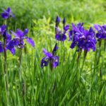 Pampering Your Business: How SEO Can Elevate Your Sarasota Day Spa Above the Competition