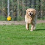 Paw-sitive Growth: How SEO Can Boost Your Pet Boarding Business in Bradenton