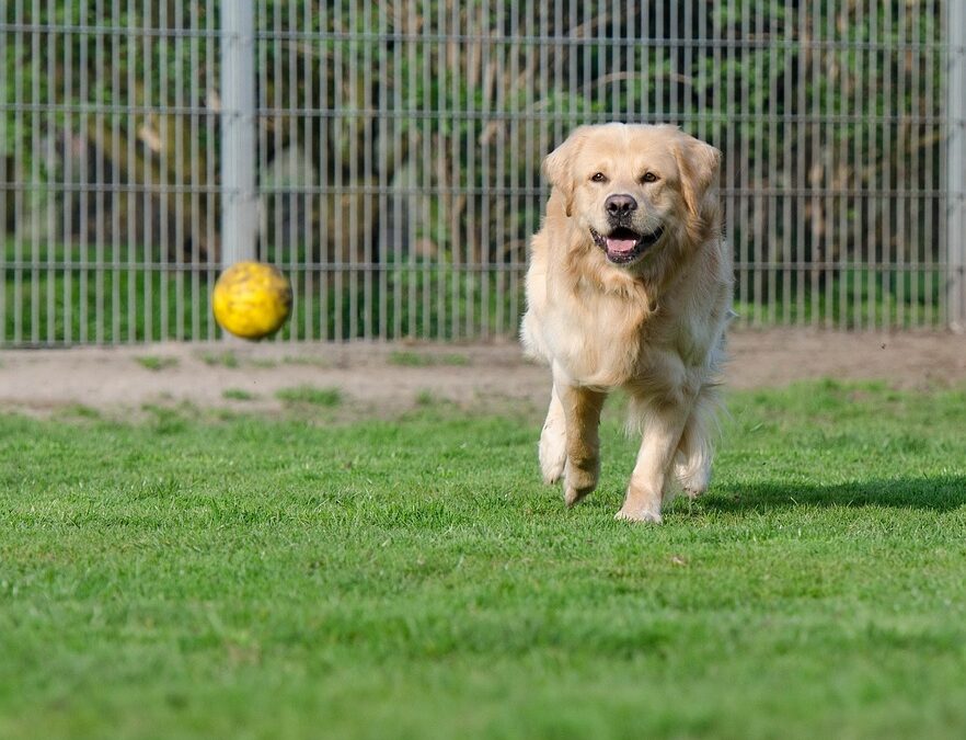 Paw-sitive Growth: How SEO Can Boost Your Pet Boarding Business in Bradenton