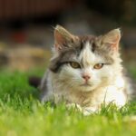 Paw-sitive Growth: Why Local SEO is a Game-Changer for Pet Trainers in Bradenton